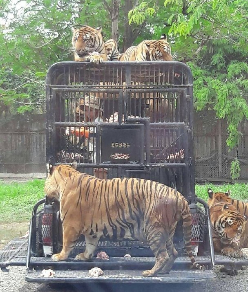 Visit safari world